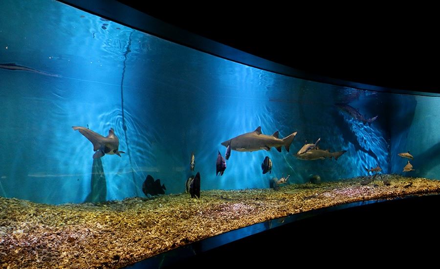 Grandview Aquarium